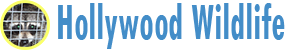 Hollywood Wildlife